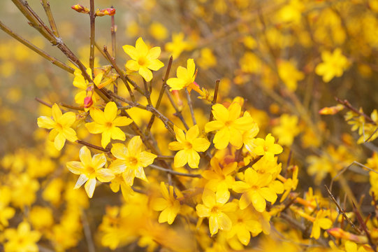 Yellow bloom of a winter jasmine bush