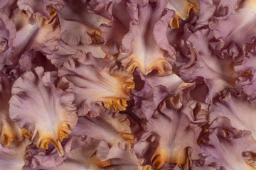 iris flower background