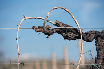 dettaglio della potatura invernale delle vigne di prosecco