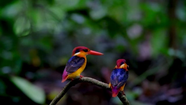 Black-backed or Oriental dwarf kingfisher (Ceyx erithaca) colorful birds  on wooden curve branch in breeding season at Kaeng krachan national park, Thailand