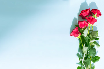 Bright colorful flower rose