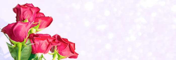 Bright colorful flower rose