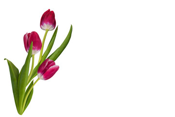 Obraz premium spring flowers tulips