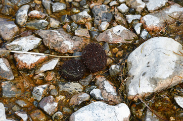 Sponges from algae on lake Tarok in Tibet