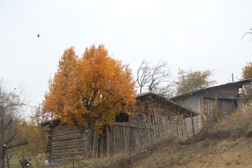 Autumn forest and village photos.savsat/artvin /turkey 