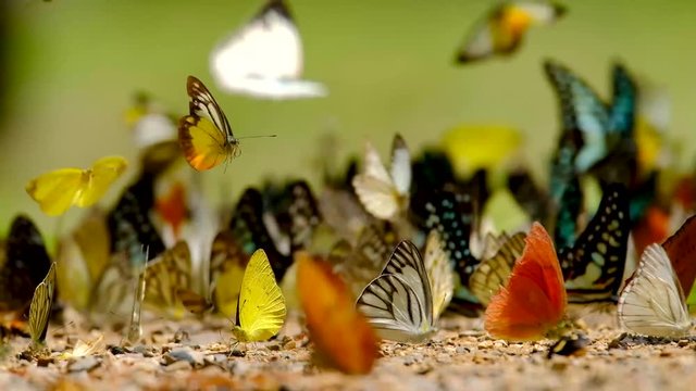 Group of butterflies puddling on the ground and flying in nature, Butterflies swarm eats minerals in Ban Krang Camp, Kaeng Krachan National Park at Thailand