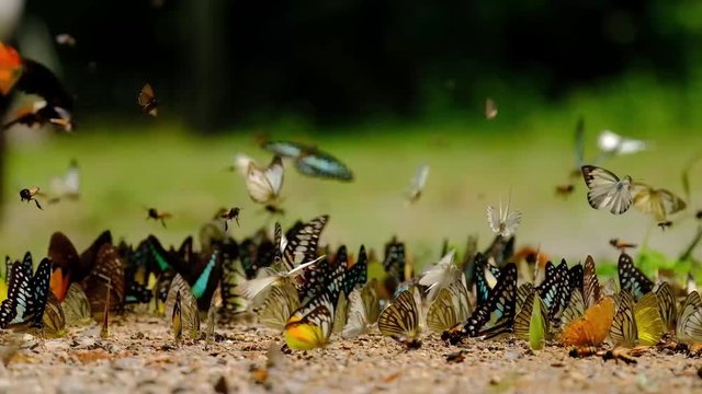 Group of butterflies puddling on the ground and flying in nature, Butterflies swarm eats minerals in Ban Krang Camp, Kaeng Krachan National Park at Thailand