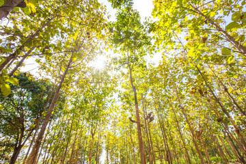 Teak tree forest nture background