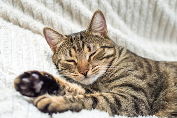 Fototapeta na wymiar Portrait of a sleeping cat on the bed close-up.