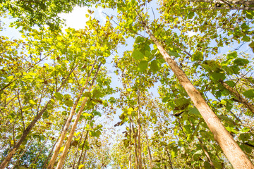 Fototapeta premium Teak tree forest nture background