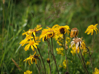 L'arnica des montagnes (Arnica montana) nommée plantain des Alpes en France et tueuse de loup en Allemagne, une plante sauvage des collines de montagnes, protégée de réputation thérapeutique aux capit