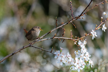 Obraz premium Eurasian wren (Troglodytes troglodytes)