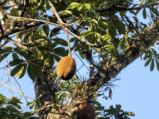 Tropical fruit hanging on the branch, Guatemala