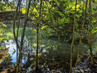 View into the interior of the overgrown forest, Guatemala