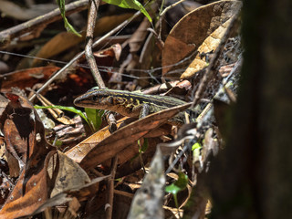 The little ameiva is hiding in the leaves in the rainforest, Guatemala