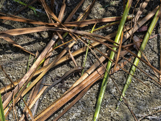 The little ameiva is hiding in the leaves in the rainforest, Guatemala