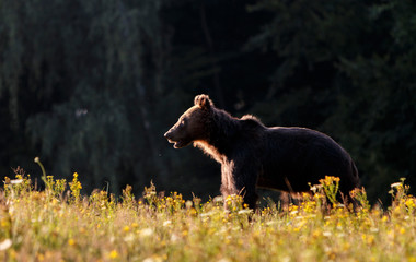 Carpathian brown bear in a forest meadow