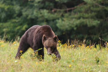 Carpathian brown bear in a forest meadow