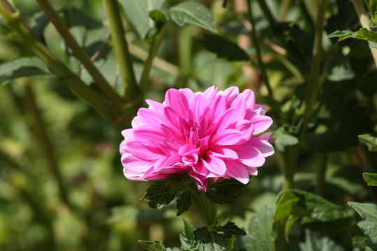 Dalia