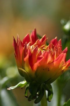 Dalia