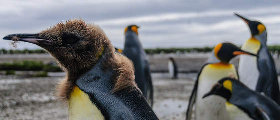 King Penguins on Salisbury plains