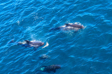 Long-Finned Pilot Whales in the Southern Atlantic Ocean