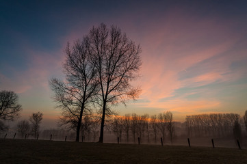Fototapeta na wymiar Trees in a misty landscape