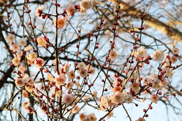 梅の花　春　いい香り　とちぎ