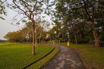 Fototapeta na wymiar Sunset at city public park with green tree and meadow