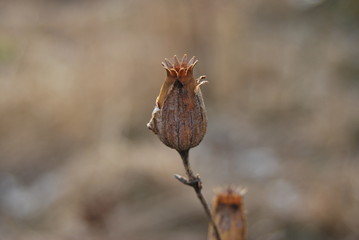 Obraz premium Weiße Lichtnelke (Silene latifolia) im Winter