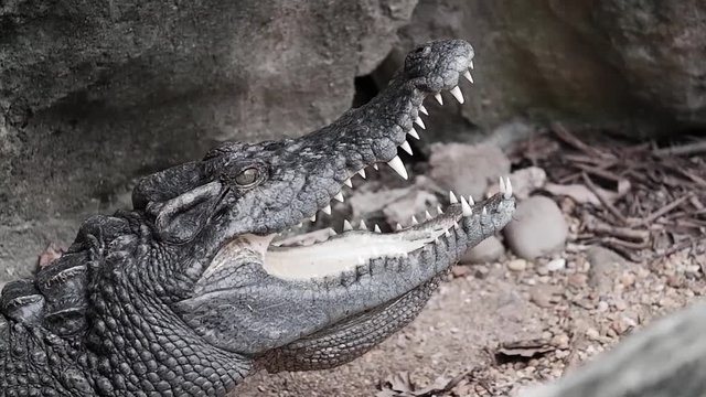 The crocodile is opening its mouth at the crocodile farm.  Amphibian fierce eyes 