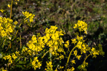 Obraz premium 菜の花