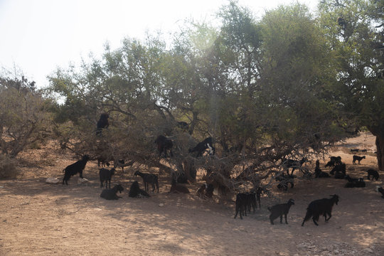 Moroccan goats in an Argan tree eating Argan nuts