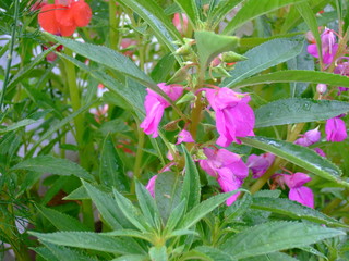  Delicate summer flower. Delicate petals. Bright blooms.