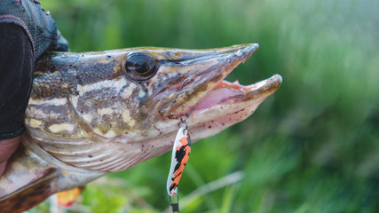 Pike caught by a fisherman.