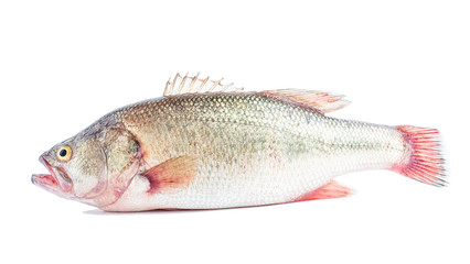 One mouth open squid on white background