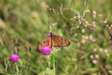 beautiful wild black yellow butterfly