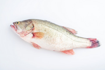 One mouth open squid on white background