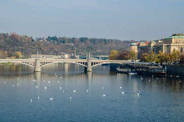 The Vltava river, The Vltava river, Charles bridge and white swans in Prague, Czech Republic in Prague, Czech Republic