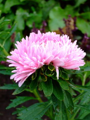 Pink Aster. Delicate summer flower. Delicate petals. Bright blooms.
