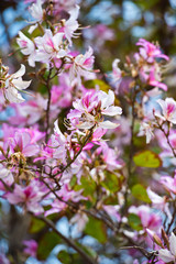 Bauhinia blakeana, Orchid Tree.