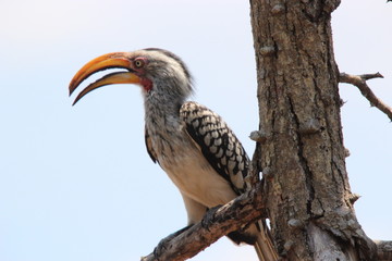 Southern Yellow-billed Hornbill