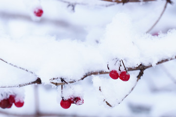 Clusters of mountain ash in the snow in winter