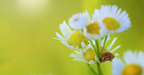 Obraz premium wild daisy with ladybug