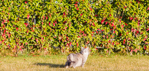 Adorable siberian cat on the grass green at the sunset, silver color