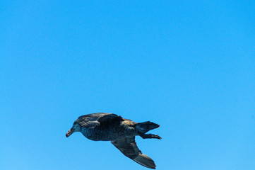 A Giant Southern Petrel in Flight