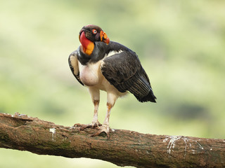 King vulture (Sarcoramphus papa) is a large bird found in Central and South America.