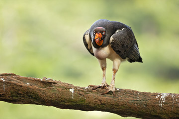 King vulture (Sarcoramphus papa) is a large bird found in Central and South America.