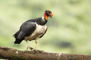 King vulture (Sarcoramphus papa) is a large bird found in Central and South America.