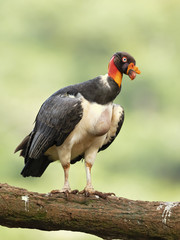 King vulture (Sarcoramphus papa) is a large bird found in Central and South America.